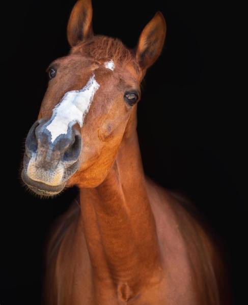 Les chevaux reconnaissent nos visages Les chevaux reconnaissent nos visages