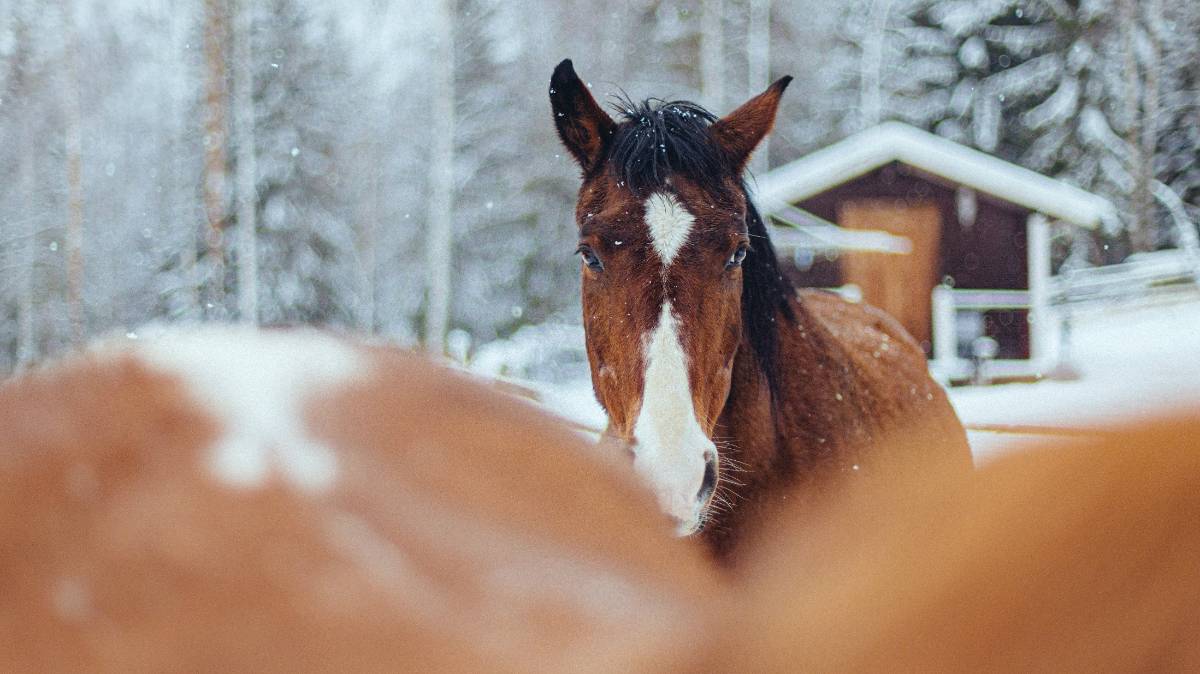 Il fait froid ! Comment puis-je aider mon cheval ? 
