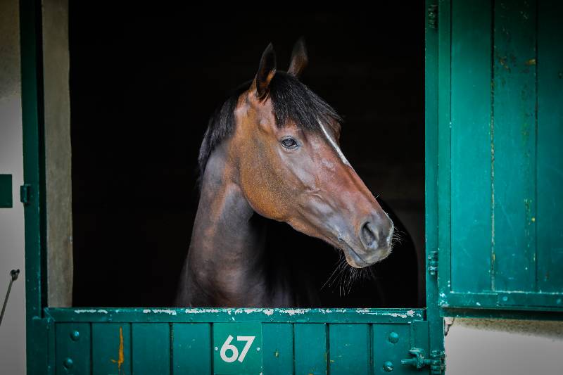 De la naissance à la reconversion : quelle vie a eu le cheval de courses ? De la naissance à la reconversion : quelle vie a eu le cheval de courses ?