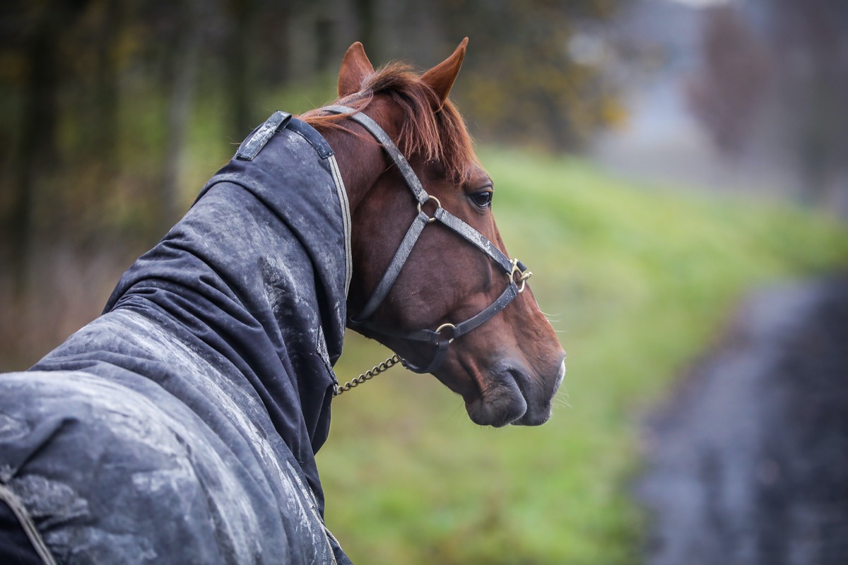 L'apprentissage et la formation du cheval de course : Quels codes et quelle méthode ?