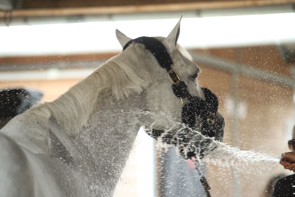 Les 8 meilleures thalasso pour chevaux Les 8 meilleures thalasso pour chevaux