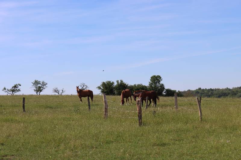 Assurer le bien-être de vos chevaux au pré Assurer le bien-être de vos chevaux au pré