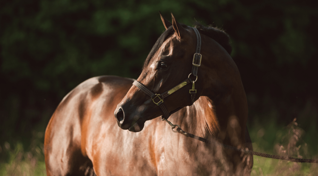 Le parasitisme des chevaux, tout savoir pour maintenir son cheval en bonne santé 