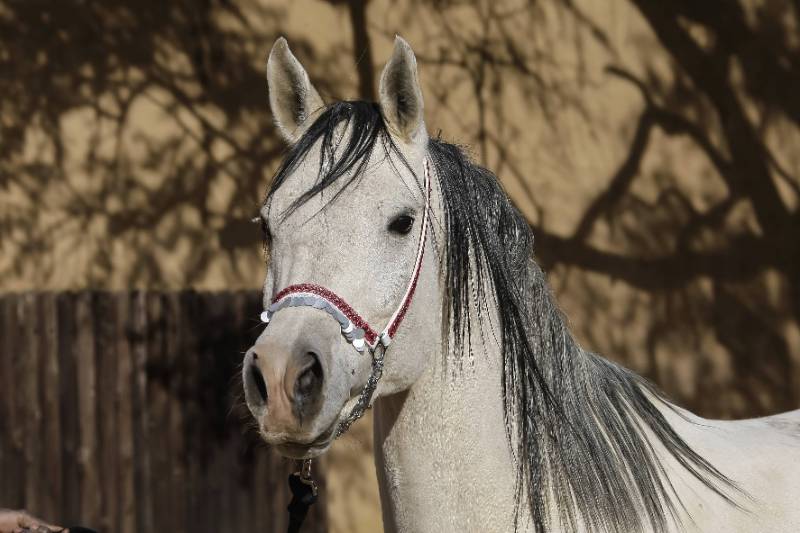 Rencontre avec les pur-sang arabes Rencontre avec les pur-sang arabes
