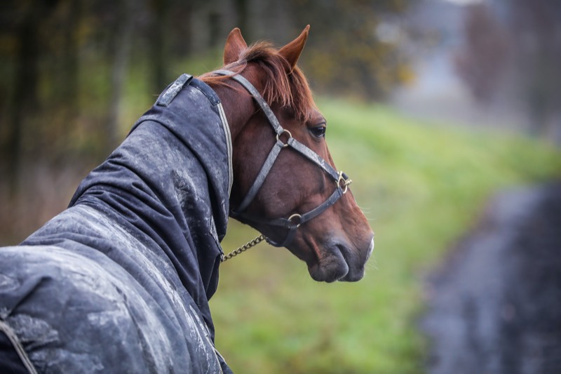 L'apprentissage et la formation du cheval de course : Quels codes et quelle méthode ? L'apprentissage et la formation du cheval de course : Quels codes et quelle méthode ?