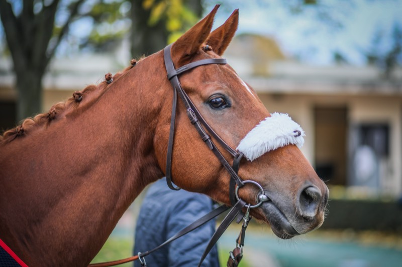 J’achète un cheval réformé des courses : Vers qui me tourner ? J’achète un cheval réformé des courses : Vers qui me tourner ?