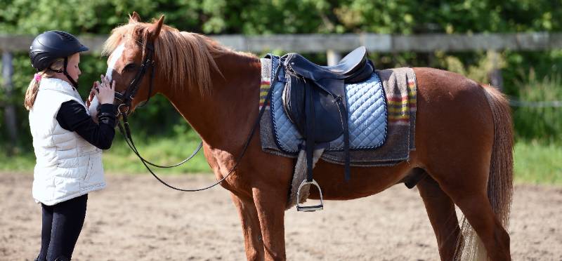 Les chevaux de club sont-ils heureux ? Les chevaux de club sont-ils heureux ?