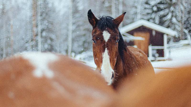 Il fait froid ! Comment puis-je aider mon cheval ? Il fait froid ! Comment puis-je aider mon cheval ?
